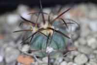 Echinocactus horizonthalonius PD 101.jpg